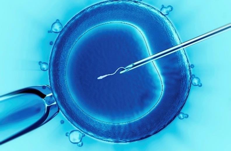 Embryo under a microscope
